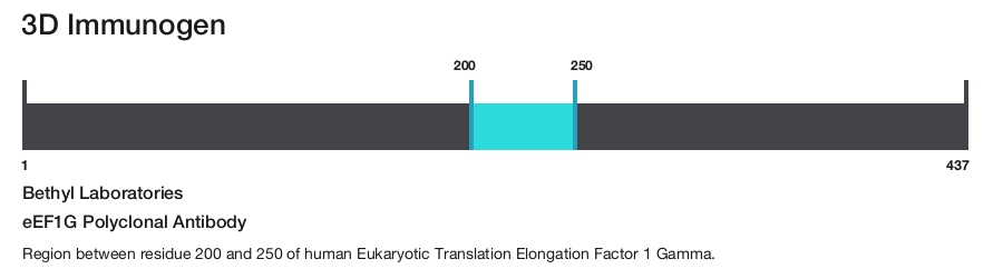 eEF1G Polyclonal Antibody