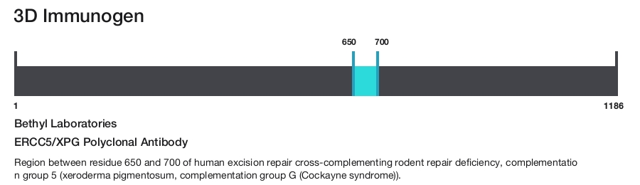 ERCC5/XPG Polyclonal Antibody
