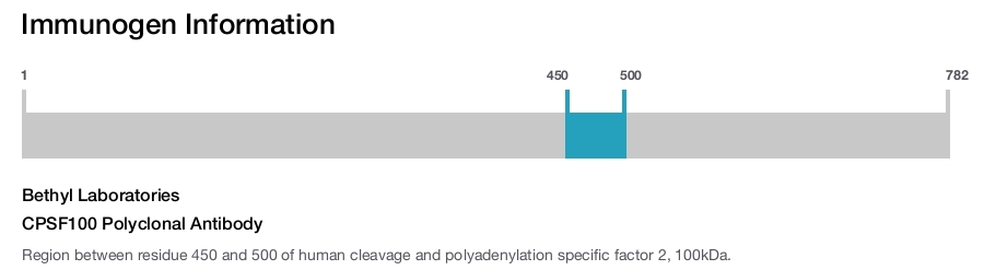 CPSF100 Polyclonal Antibody