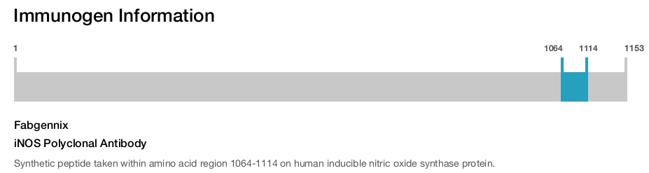 iNOS Polyclonal Antibody