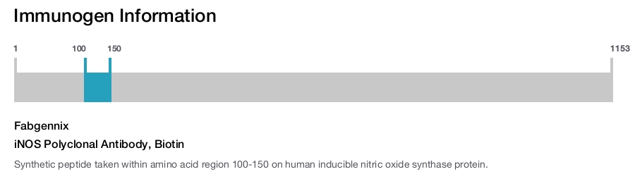 iNOS Polyclonal Antibody, Biotin