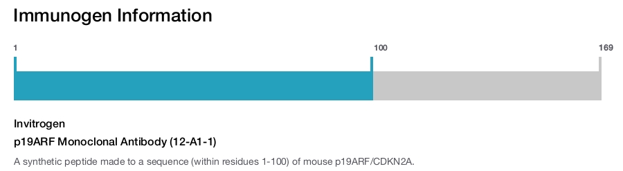 p19ARF Monoclonal Antibody (12-A1-1)