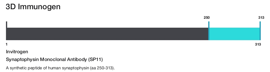 Synaptophysin Monoclonal Antibody (SP11)