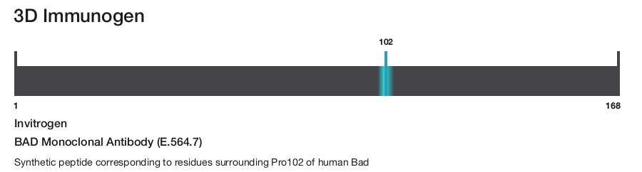 BAD Monoclonal Antibody (E.564.7)