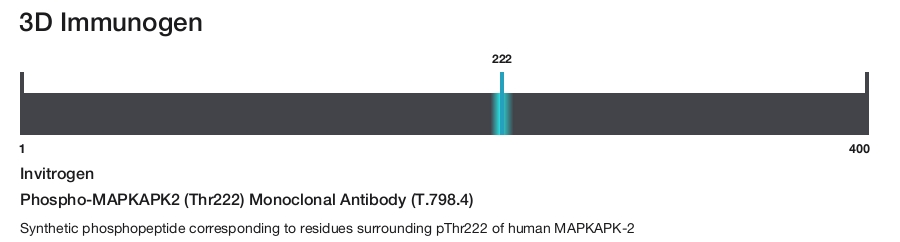 Phospho-MAPKAPK2 (Thr222) Monoclonal Antibody (T.798.4)