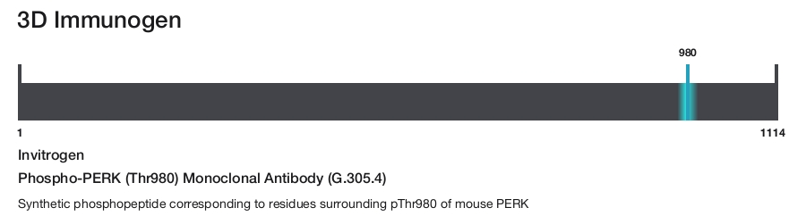 Phospho-PERK (Thr980) Monoclonal Antibody (G.305.4)