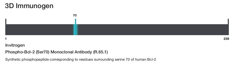 Phospho-Bcl-2 (Ser70) Monoclonal Antibody (R.65.1)