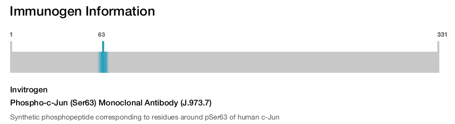 Phospho-c-Jun (Ser63) Monoclonal Antibody (J.973.7)
