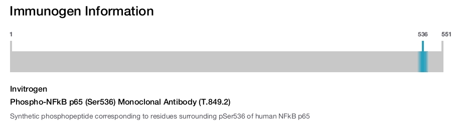 Phospho-NFkB p65 (Ser536) Monoclonal Antibody (T.849.2)