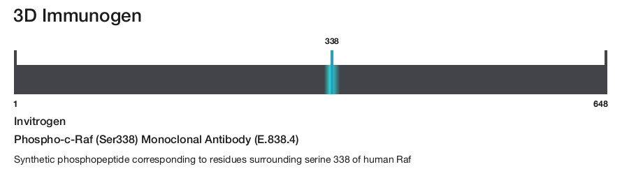 Phospho-c-Raf (Ser338) Monoclonal Antibody (E.838.4)