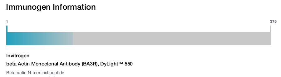 beta Actin Monoclonal Antibody (BA3R), DyLight™ 550