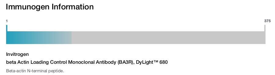 beta Actin Loading Control Monoclonal Antibody (BA3R), DyLight™ 680