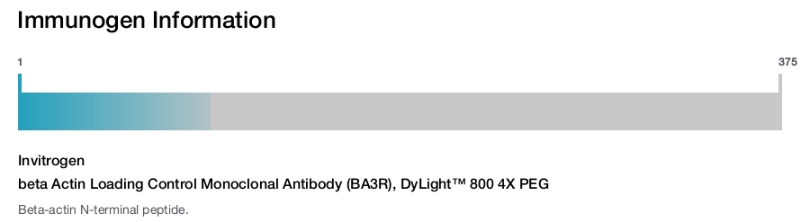 beta Actin Loading Control Monoclonal Antibody (BA3R), DyLight™ 800 4X PEG