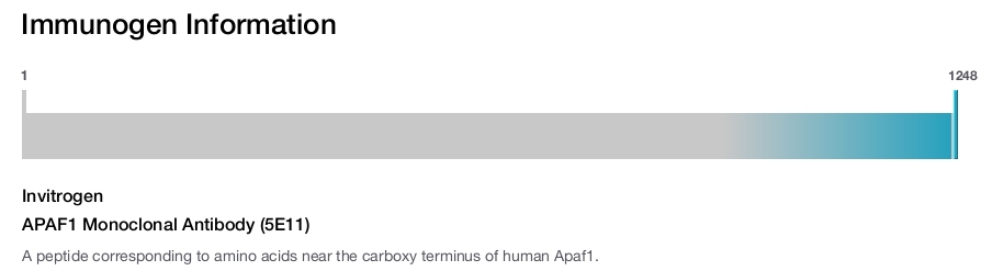 APAF1 Monoclonal Antibody (5E11)