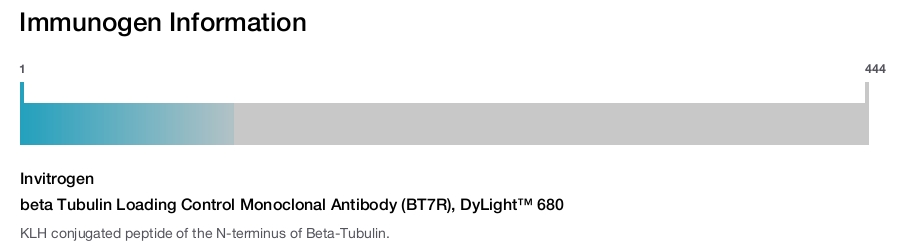 beta Tubulin Loading Control Monoclonal Antibody (BT7R), DyLight™ 680