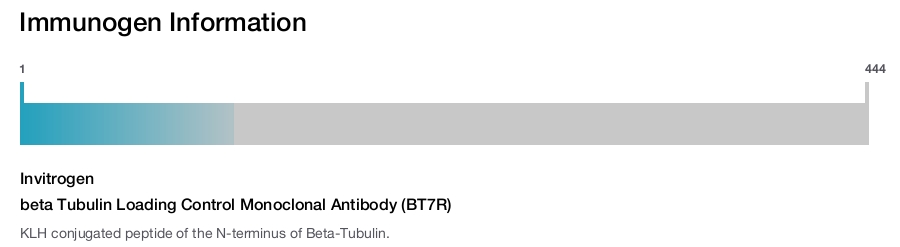 beta Tubulin Loading Control Monoclonal Antibody (BT7R)