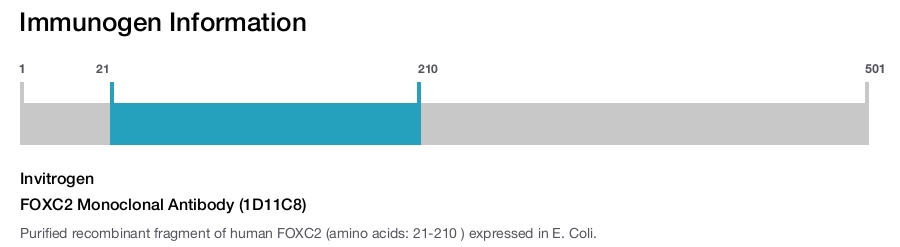 FOXC2 Monoclonal Antibody (1D11C8)