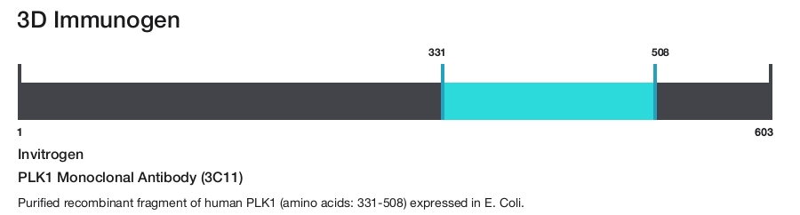 PLK1 Monoclonal Antibody (3C11)