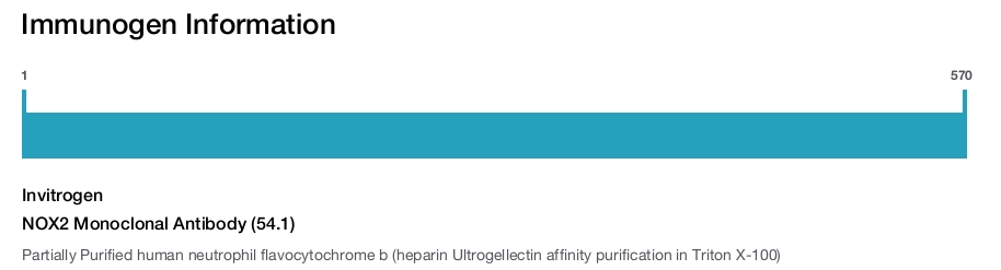 NOX2 Monoclonal Antibody (54.1)