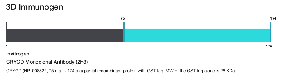 CRYGD Monoclonal Antibody (2H3)