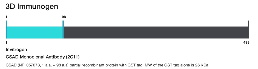 CSAD Monoclonal Antibody (2C11)