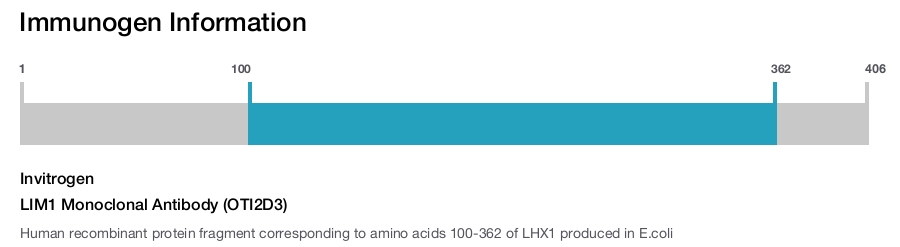 LIM1 Monoclonal Antibody (OTI2D3)