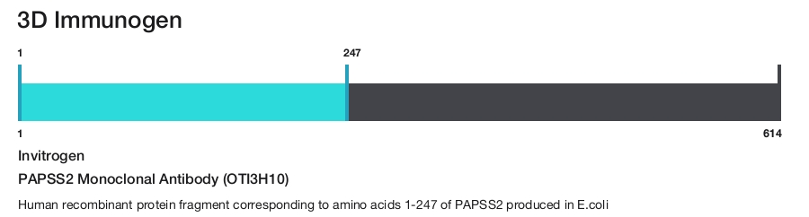 PAPSS2 Monoclonal Antibody (OTI3H10)