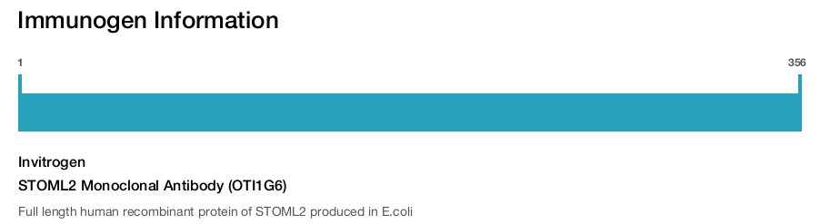 STOML2 Monoclonal Antibody (OTI1G6)