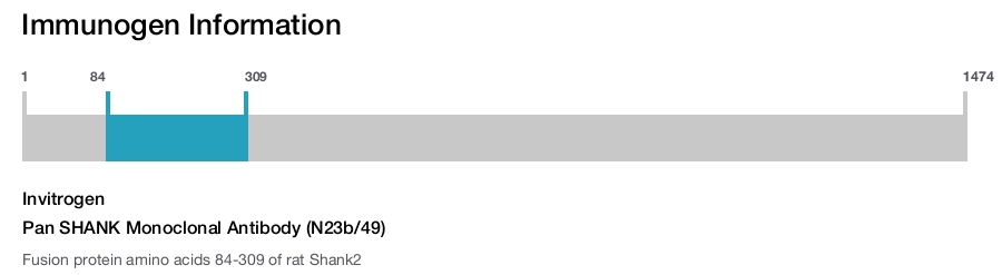 Pan SHANK Monoclonal Antibody (N23b/49)