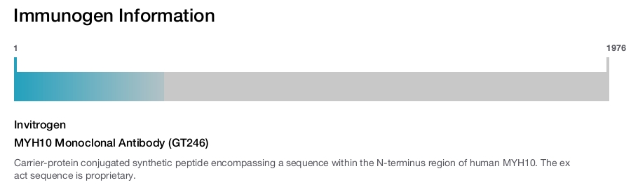 MYH10 Monoclonal Antibody (GT246)
