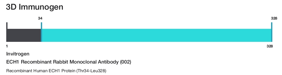 ECH1 Recombinant Rabbit Monoclonal Antibody (002)