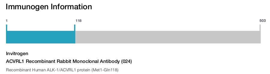 ACVRL1 Recombinant Rabbit Monoclonal Antibody (024)