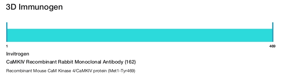 CaMKIV Recombinant Rabbit Monoclonal Antibody (162)
