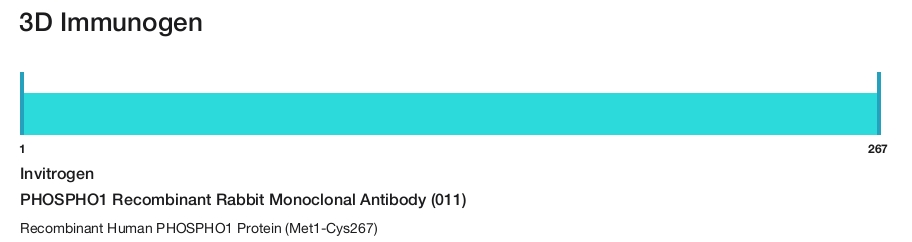 PHOSPHO1 Recombinant Rabbit Monoclonal Antibody (011)
