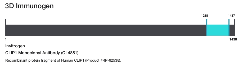CLIP1 Monoclonal Antibody (CL4851)