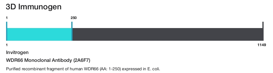 WDR66 Monoclonal Antibody (2A6F7)