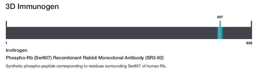 Phospho-Rb (Ser807) Recombinant Rabbit Monoclonal Antibody (SR3-82)