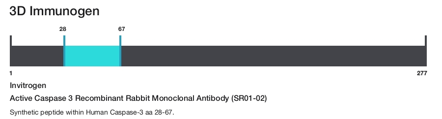 Active Caspase 3 Recombinant Rabbit Monoclonal Antibody (SR01-02)