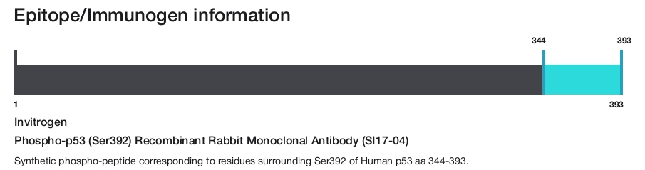 Phospho-p53 (Ser392) Recombinant Rabbit Monoclonal Antibody (SI17-04)