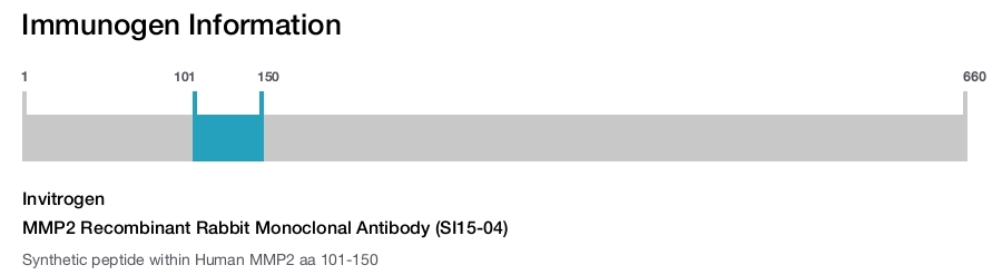 MMP2 Recombinant Rabbit Monoclonal Antibody (SI15-04)