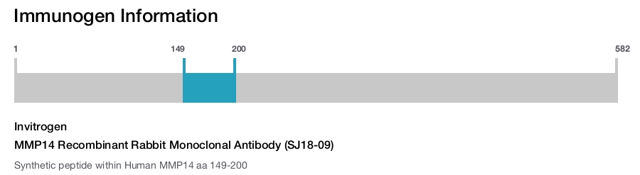 MMP14 Recombinant Rabbit Monoclonal Antibody (SJ18-09)