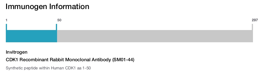 CDK1 Recombinant Rabbit Monoclonal Antibody (SM01-44)