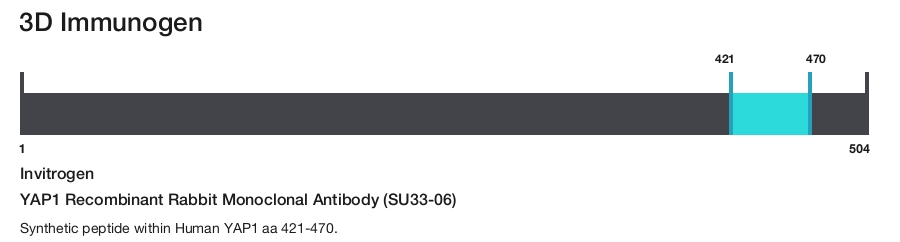 YAP1 Recombinant Rabbit Monoclonal Antibody (SU33-06)