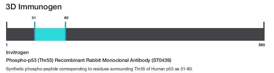Phospho-p53 (Thr55) Recombinant Rabbit Monoclonal Antibody (ST0439)