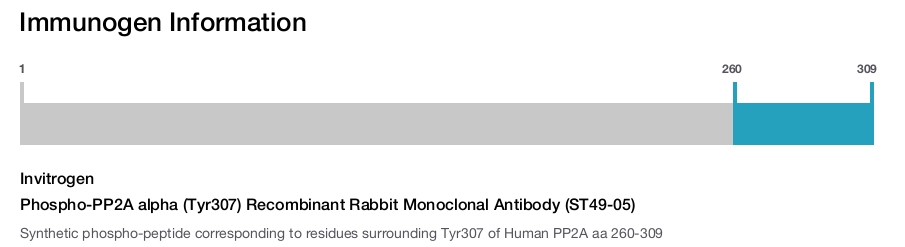 Phospho-PP2A alpha (Tyr307) Recombinant Rabbit Monoclonal Antibody (ST49-05)