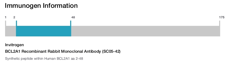 BCL2A1 Recombinant Rabbit Monoclonal Antibody (SC05-42)