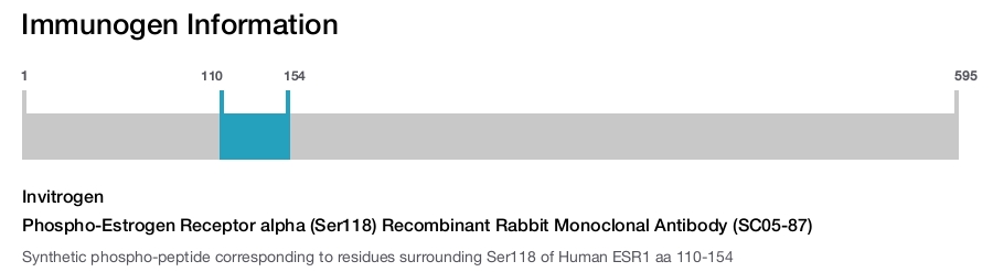 Phospho-Estrogen Receptor alpha (Ser118) Recombinant Rabbit Monoclonal Antibody (SC05-87)
