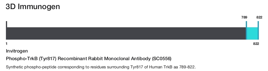 Phospho-TrkB (Tyr817) Recombinant Rabbit Monoclonal Antibody (SC0556)