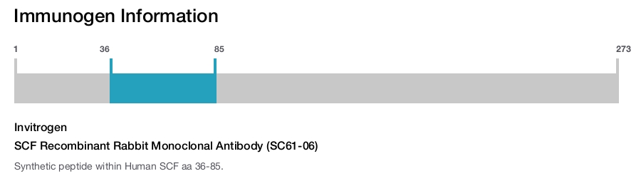 SCF Recombinant Rabbit Monoclonal Antibody (SC61-06)