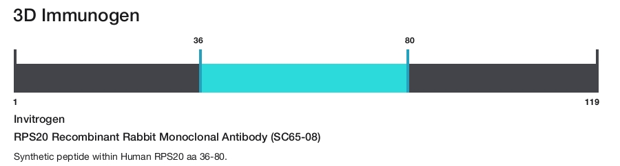 RPS20 Recombinant Rabbit Monoclonal Antibody (SC65-08)